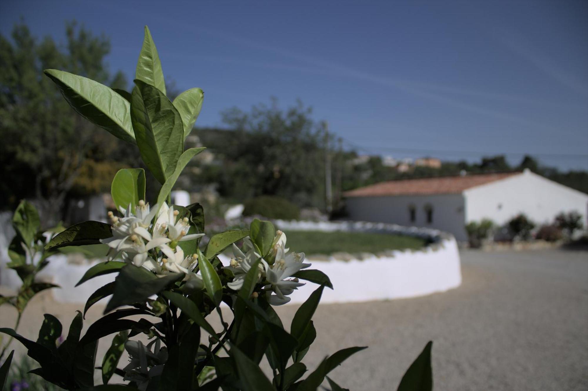Suite Swimming Pool Quinta Da Eira 140 Years Old Loule Luaran gambar